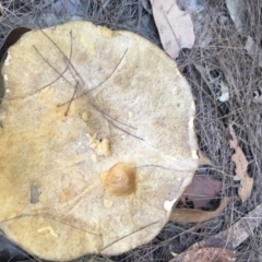 Unidentified Cup or disk - with no 'eggs' at Moruya, NSW - 6 Apr 2019 by LisaH