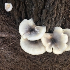 Omphalotus nidiformis (Ghost Fungus) at Moruya, NSW - 7 Apr 2019 by LisaH