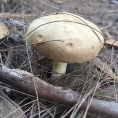 Unidentified Fungus at Moruya, NSW - 7 Apr 2019 by LisaH