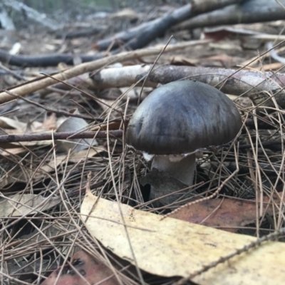 Unidentified Fungus at Moruya, NSW - 7 Apr 2019 by LisaH