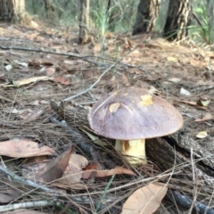 Unidentified Fungus at Moruya, NSW - 7 Apr 2019 by LisaH