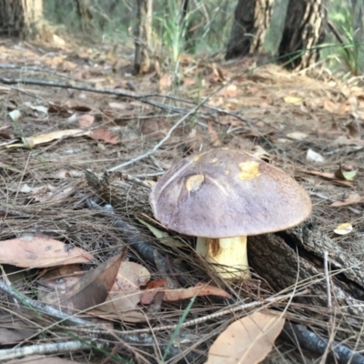 Unidentified Fungus at Moruya, NSW - 7 Apr 2019 by LisaH