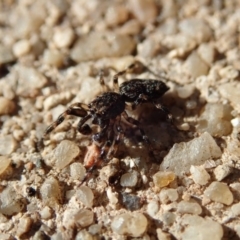 Salticidae (family) (Jumping spider) at Spence, ACT - 6 Apr 2019 by Laserchemisty