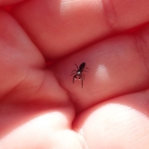 Salticidae (family) at Spence, ACT - 6 Apr 2019