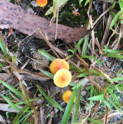 Laccaria sp. (Laccaria) at Moruya, NSW - 7 Apr 2019 by LisaH