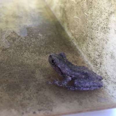 Litoria peronii (Peron's Tree Frog, Emerald Spotted Tree Frog) at Moruya, NSW - 6 Apr 2019 by LisaH