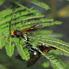 Callibracon capitator (White Flank Black Braconid Wasp) at Hackett, ACT - 4 Apr 2019 by TimL