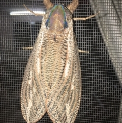 Endoxyla encalypti (Wattle Goat Moth) at Moruya, NSW - 25 Jan 2019 by LisaH
