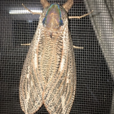 Endoxyla encalypti (Wattle Goat Moth) at Moruya, NSW - 25 Jan 2019 by LisaH