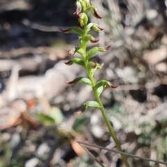 Corunastylis clivicola (Rufous midge orchid) at Denman Prospect, ACT - 7 Apr 2019 by AaronClausen