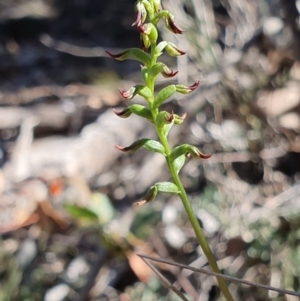 Corunastylis clivicola at Denman Prospect, ACT - suppressed