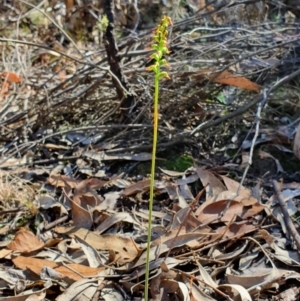 Corunastylis clivicola at Denman Prospect, ACT - suppressed