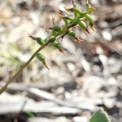 Corunastylis clivicola (Rufous midge orchid) at Denman Prospect, ACT - 7 Apr 2019 by AaronClausen