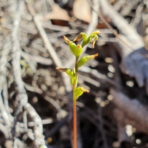 Corunastylis clivicola at Denman Prospect, ACT - suppressed