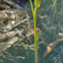 Speculantha rubescens (Blushing Tiny Greenhood) at Denman Prospect, ACT - 7 Apr 2019 by AaronClausen