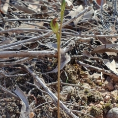 Speculantha rubescens at Denman Prospect, ACT - 7 Apr 2019