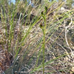 Speculantha rubescens (Blushing Tiny Greenhood) at Denman Prospect, ACT - 7 Apr 2019 by AaronClausen