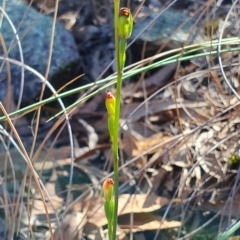 Speculantha rubescens (Blushing Tiny Greenhood) - 1 Jan 1900 by AaronClausen