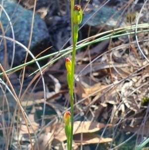 Speculantha rubescens at Denman Prospect, ACT - suppressed