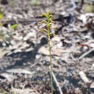 Corunastylis clivicola at Denman Prospect, ACT - 7 Apr 2019