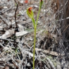 Speculantha rubescens (Blushing Tiny Greenhood) - 1 Jan 1900 by AaronClausen