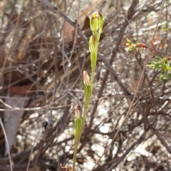 Speculantha rubescens (Blushing Tiny Greenhood) - 1 Jan 1900 by AaronClausen