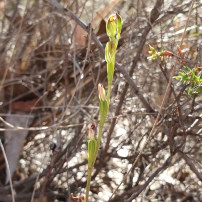 Speculantha rubescens (Blushing Tiny Greenhood) at Denman Prospect 2 Estate Deferred Area (Block 12) - 7 Apr 2019 by AaronClausen