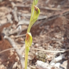 Speculantha rubescens at Denman Prospect, ACT - 7 Apr 2019