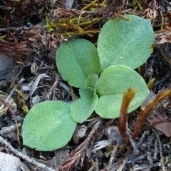 Diplodium sp. (A Greenhood) at Denman Prospect, ACT - 7 Apr 2019 by AaronClausen