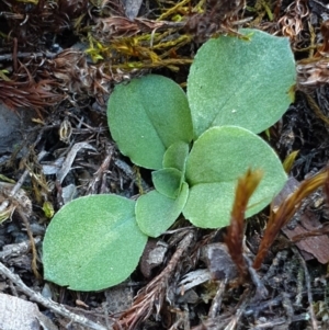 Diplodium sp. at Denman Prospect, ACT - 7 Apr 2019