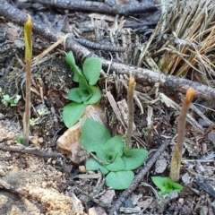 Diplodium sp. (A Greenhood) at Denman Prospect, ACT - 7 Apr 2019 by AaronClausen