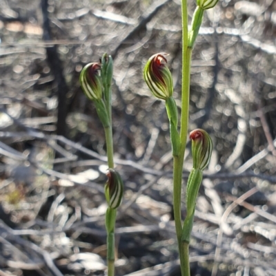Speculantha rubescens (Blushing Tiny Greenhood) - 1 Jan 1900 by AaronClausen