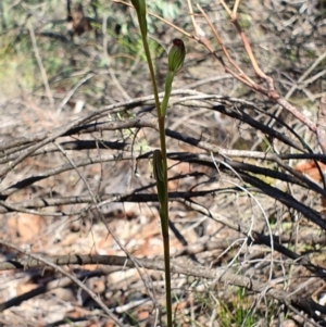 Speculantha rubescens at Denman Prospect, ACT - suppressed