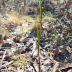 Speculantha rubescens at Denman Prospect, ACT - suppressed