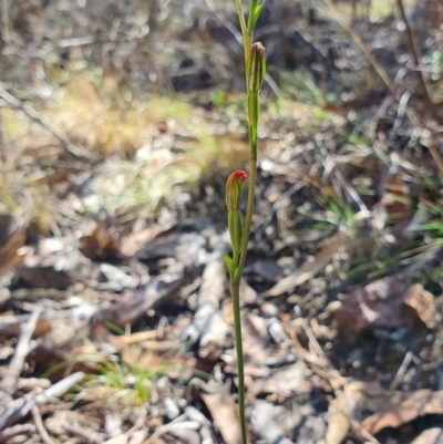 Speculantha rubescens (Blushing Tiny Greenhood) - 1 Jan 1900 by AaronClausen