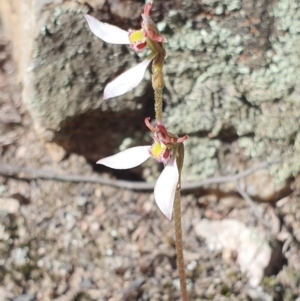 Eriochilus cucullatus at Denman Prospect, ACT - suppressed