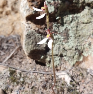 Eriochilus cucullatus at Denman Prospect, ACT - suppressed