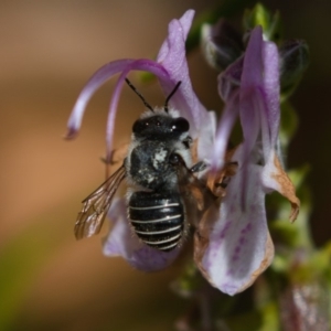 Pseudoanthidium (Immanthidium) repetitum at Watson, ACT - 6 Apr 2019