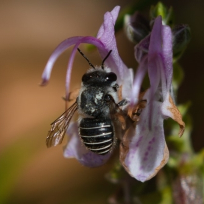 Pseudoanthidium (Immanthidium) repetitum (African carder bee, Megachild bee) at Mount Majura - 5 Apr 2019 by kdm