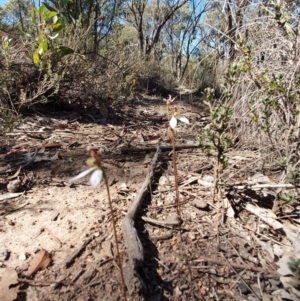 Eriochilus cucullatus at Denman Prospect, ACT - suppressed