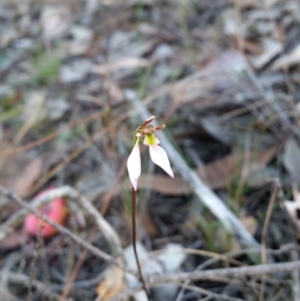 Eriochilus cucullatus at Jerrabomberra, NSW - 7 Apr 2019