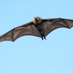 Pteropus poliocephalus (Grey-headed Flying-fox) at Pambula, NSW - 6 Apr 2019 by Leo