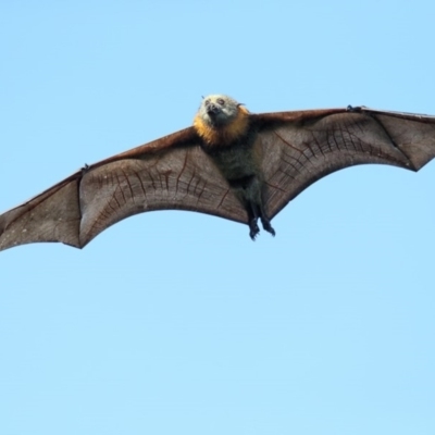 Pteropus poliocephalus (Grey-headed Flying-fox) at Pambula, NSW - 6 Apr 2019 by Leo