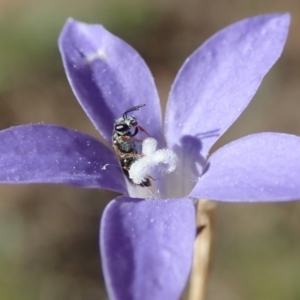 Lasioglossum (Homalictus) sp. (genus & subgenus) at Dunlop, ACT - 7 Apr 2019