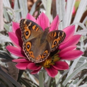 Junonia villida at Macarthur, ACT - 7 Apr 2019 12:56 PM