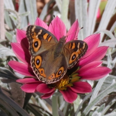 Junonia villida (Meadow Argus) at Macarthur, ACT - 7 Apr 2019 by RodDeb