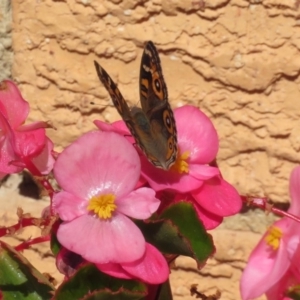 Junonia villida at Macarthur, ACT - 7 Apr 2019 12:56 PM