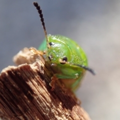 Calomela pallida (Leaf beetle) at Spence, ACT - 7 Apr 2019 by Laserchemisty