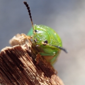 Calomela pallida at Spence, ACT - 7 Apr 2019