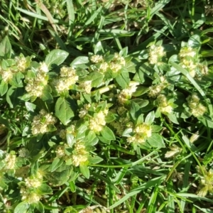 Guilleminea densa at Stromlo, ACT - 7 Apr 2019